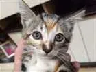 Gato raça Abandonados idade Abaixo de 2 meses nome Bebes
