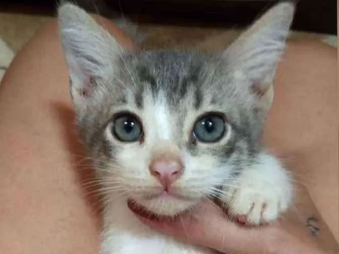 Gato ra a Abandonados idade Abaixo de 2 meses nome Bebes