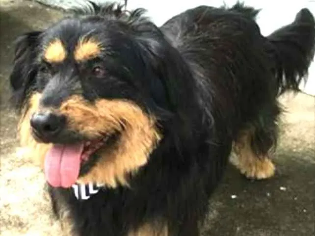 Cachorro ra a Mestiço de Bernesse idade 5 anos nome Pelúcio 