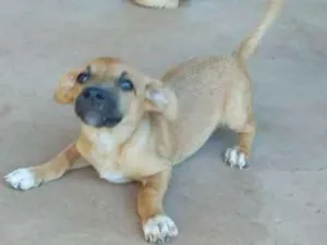 Cachorro raça vira lata idade 2 a 6 meses nome sem nome