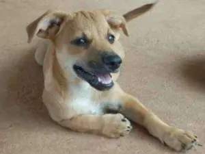 Cachorro raça vira lata idade 2 a 6 meses nome sem nome