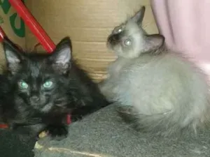 Gato raça Siamês/Vira lata idade 2 a 6 meses nome Nenéns