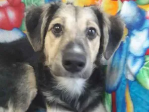 Cachorro raça SEM RAÇA DEFINIDA.  idade 2 a 6 meses nome SEM NONE.
