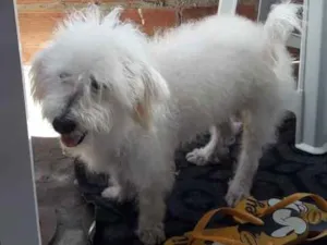Cachorro raça Podool idade 1 ano nome Bolinha