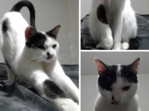 Gato raça  idade 3 anos nome Bibito