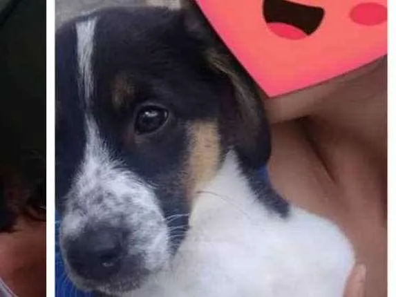 Cachorro ra a Vira lata idade 2 a 6 meses nome Pandora