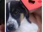 Cachorro raça Vira lata idade 2 a 6 meses nome Pandora