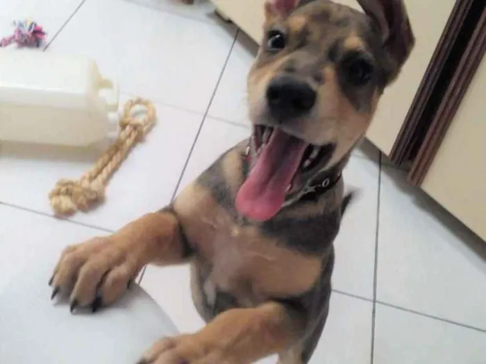 Cachorro ra a SRD idade 2 a 6 meses nome Juno