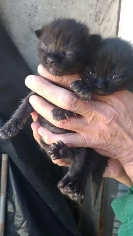 Gato raça sem raça  definida idade 2 a 6 meses nome varios
