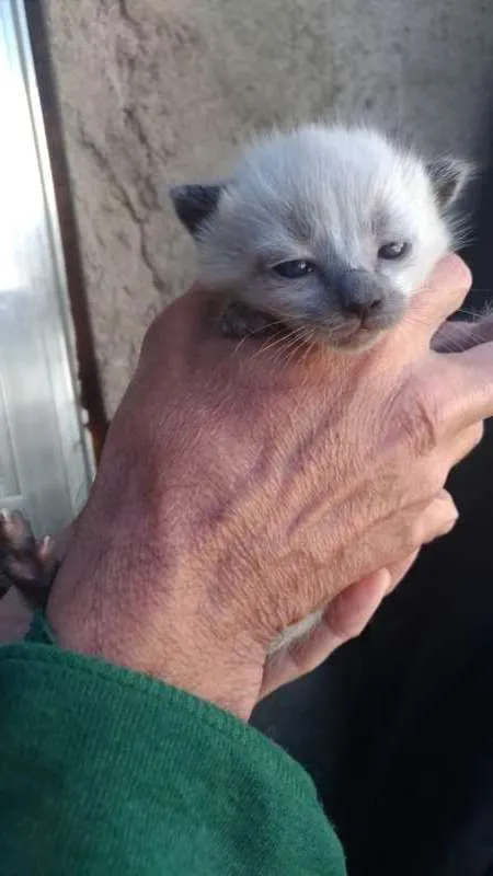 Gato raça sem raça  definida idade 2 a 6 meses nome varios