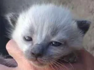 Gato raça sem raça  definida idade 2 a 6 meses nome varios
