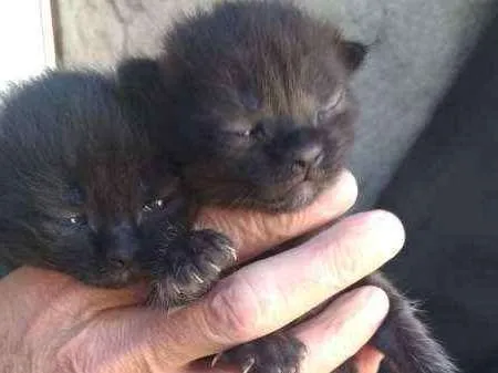Gato raça sem raça  definida idade 2 a 6 meses nome varios
