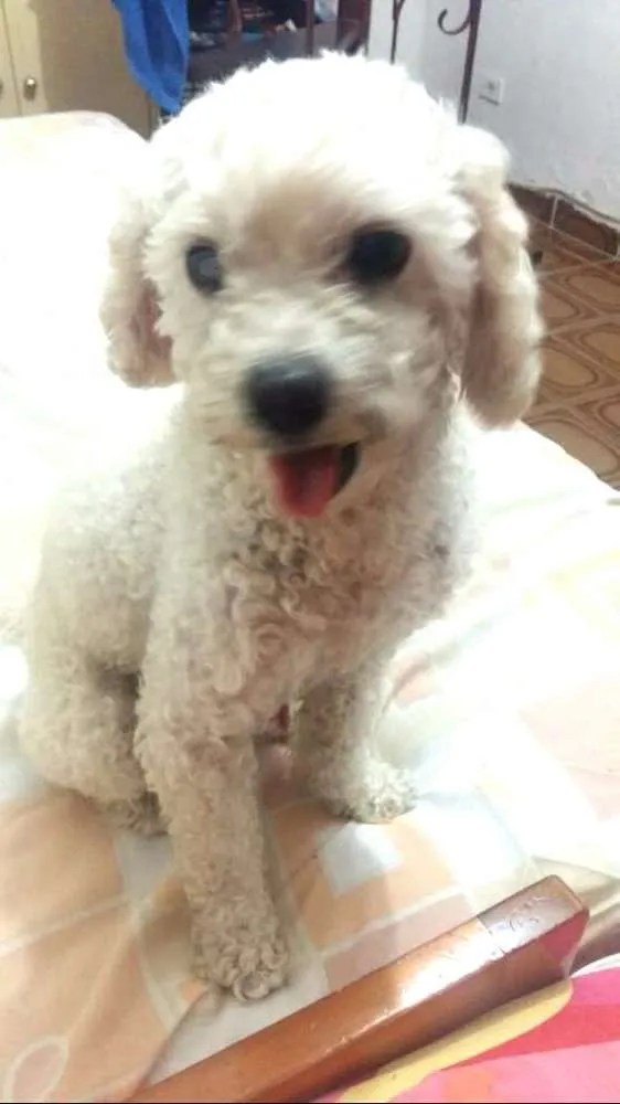Cachorro ra a Poodle  idade 5 anos nome Tuti 
