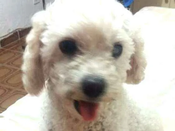 Cachorro ra a Poodle  idade 5 anos nome Tuti 