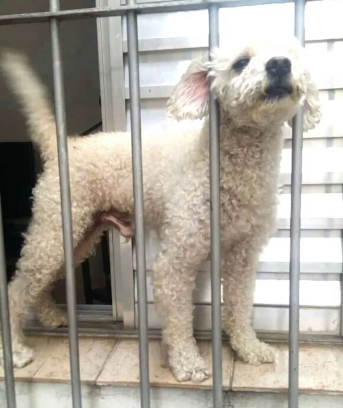 Cachorro ra a Poodle  idade 5 anos nome Tuti 