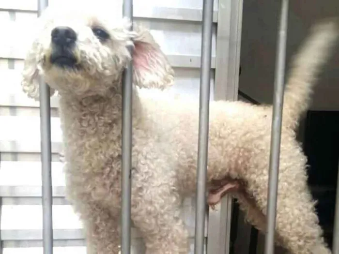 Cachorro ra a Poodle  idade 5 anos nome Tuti 