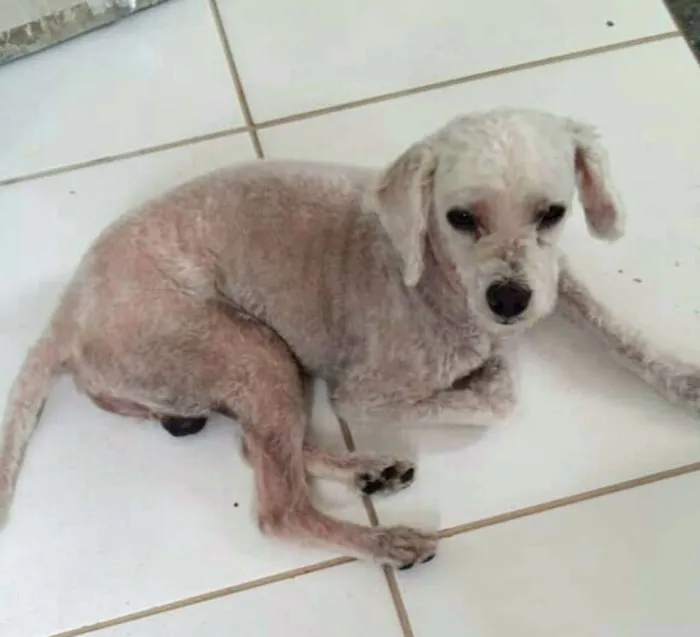 Cachorro ra a Poodle  idade 5 anos nome Tuti 