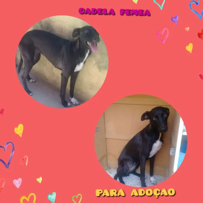 Cachorro raça Vira lata idade 6 ou mais anos nome Sem nome