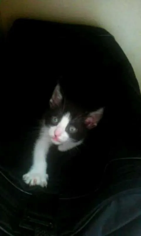 Gato ra a  idade 2 a 6 meses nome G1 e G2