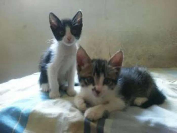 Gato ra a  idade 2 a 6 meses nome G1 e G2