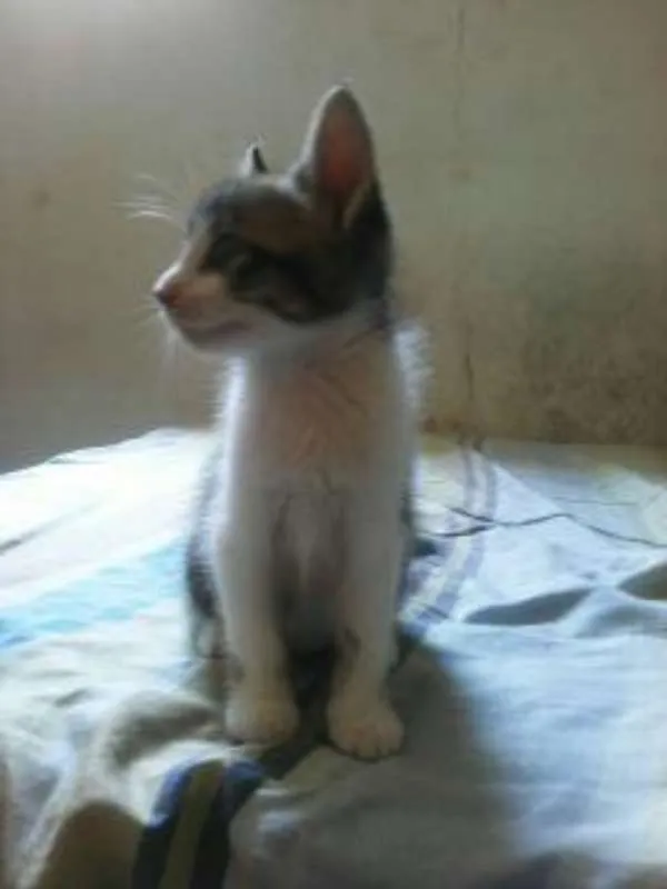 Gato ra a  idade 2 a 6 meses nome G1 e G2