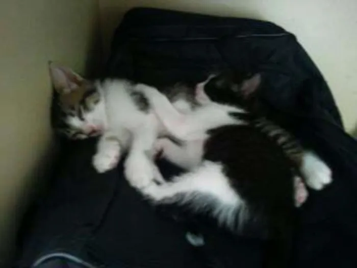 Gato ra a  idade 2 a 6 meses nome G1 e G2