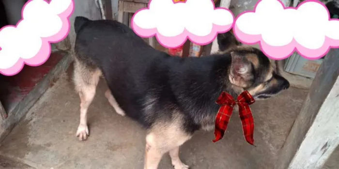 Cachorro raça Pastor alemão idade 5 anos nome Black