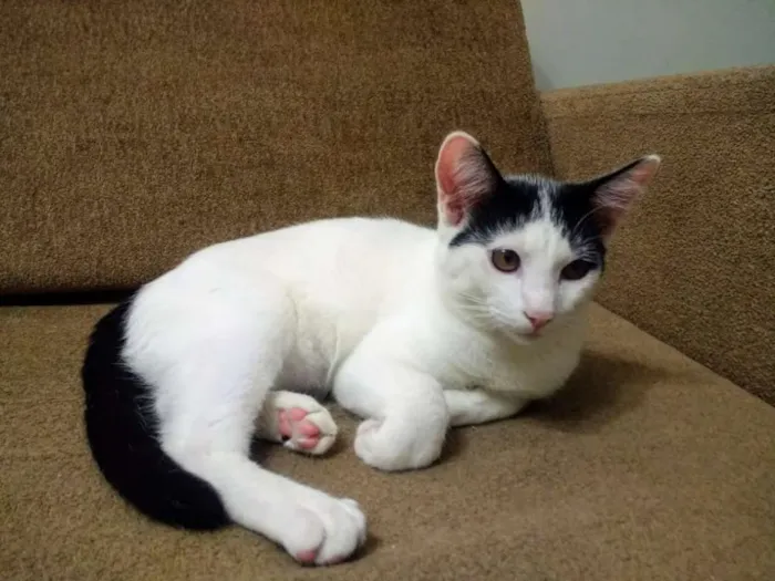 Gato ra a SRD idade 7 a 11 meses nome Mingau