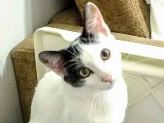 Gato ra a SRD idade 7 a 11 meses nome Sushi