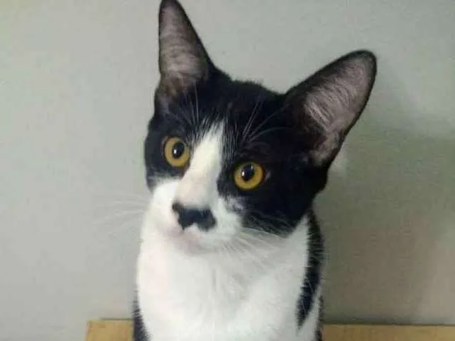 Gato ra a SRD idade 7 a 11 meses nome Júnior