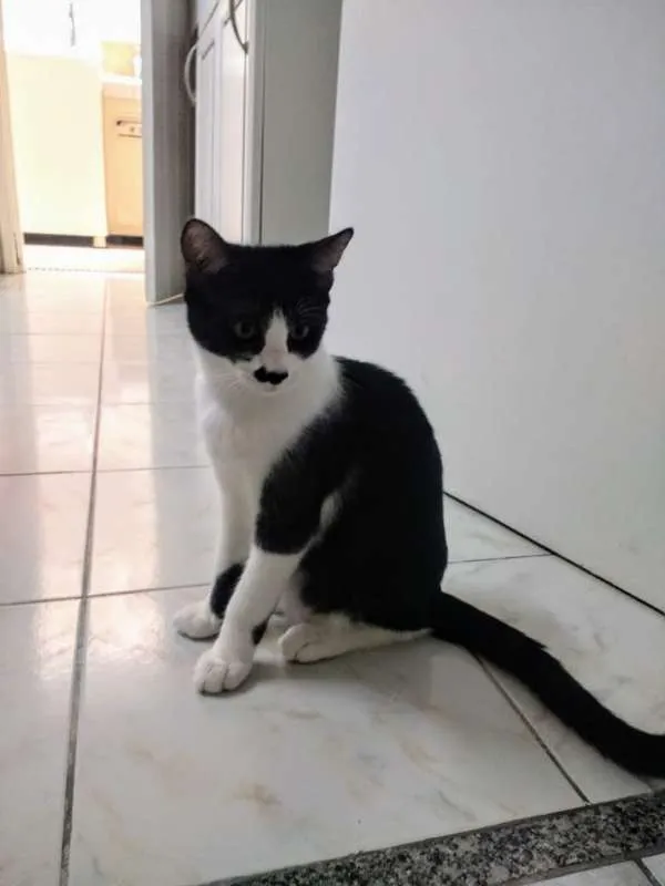 Gato ra a SRD idade 7 a 11 meses nome Júnior