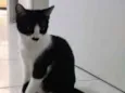Júnior