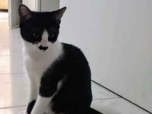 Gato ra a SRD idade 7 a 11 meses nome Júnior