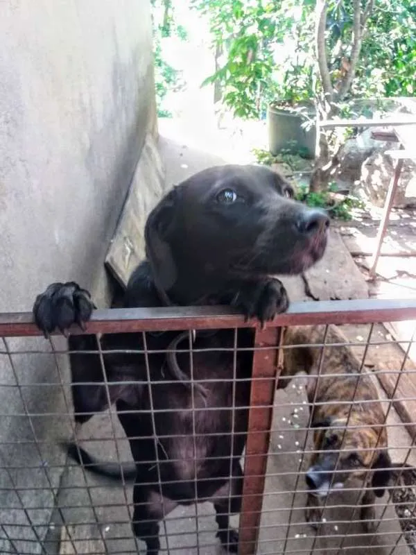 Cachorro ra a SRD idade 3 anos nome Nic
