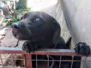 Cachorro raça SRD idade 3 anos nome Nic