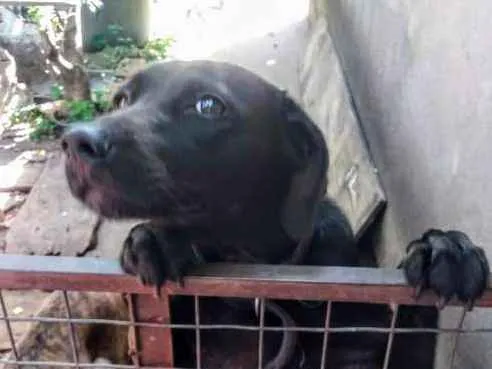 Cachorro ra a SRD idade 3 anos nome Nic