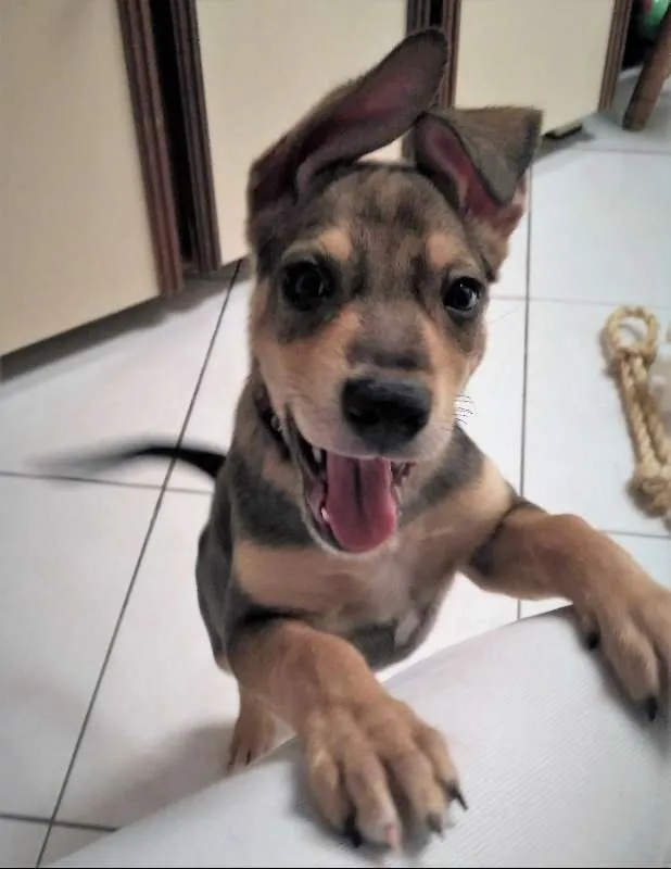 Cachorro ra a SRD idade 2 a 6 meses nome Juno