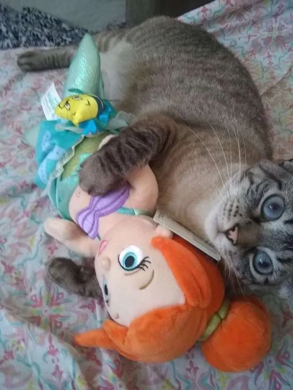 Gato ra a SRD idade 4 anos nome LEONA