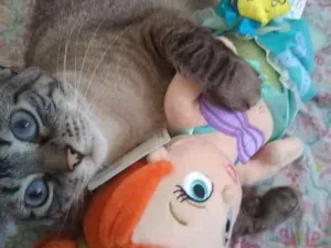 Gato raça SRD idade 4 anos nome LEONA
