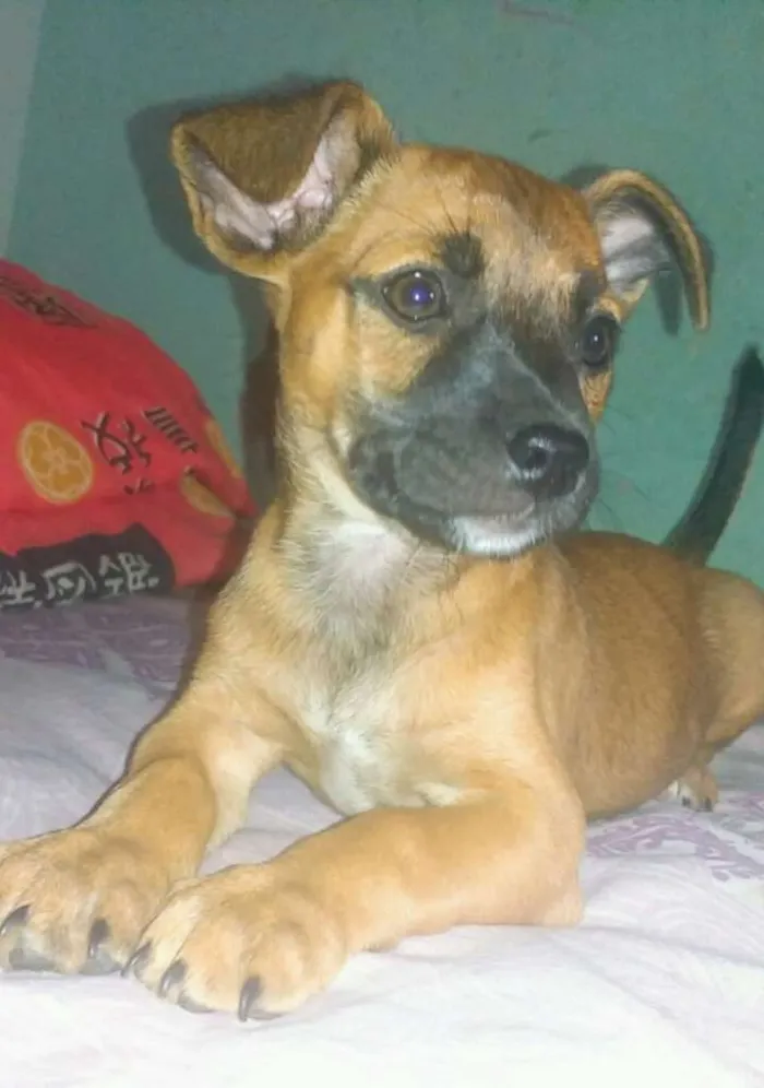 Cachorro raça Mestiço  idade 2 a 6 meses nome Sem nome
