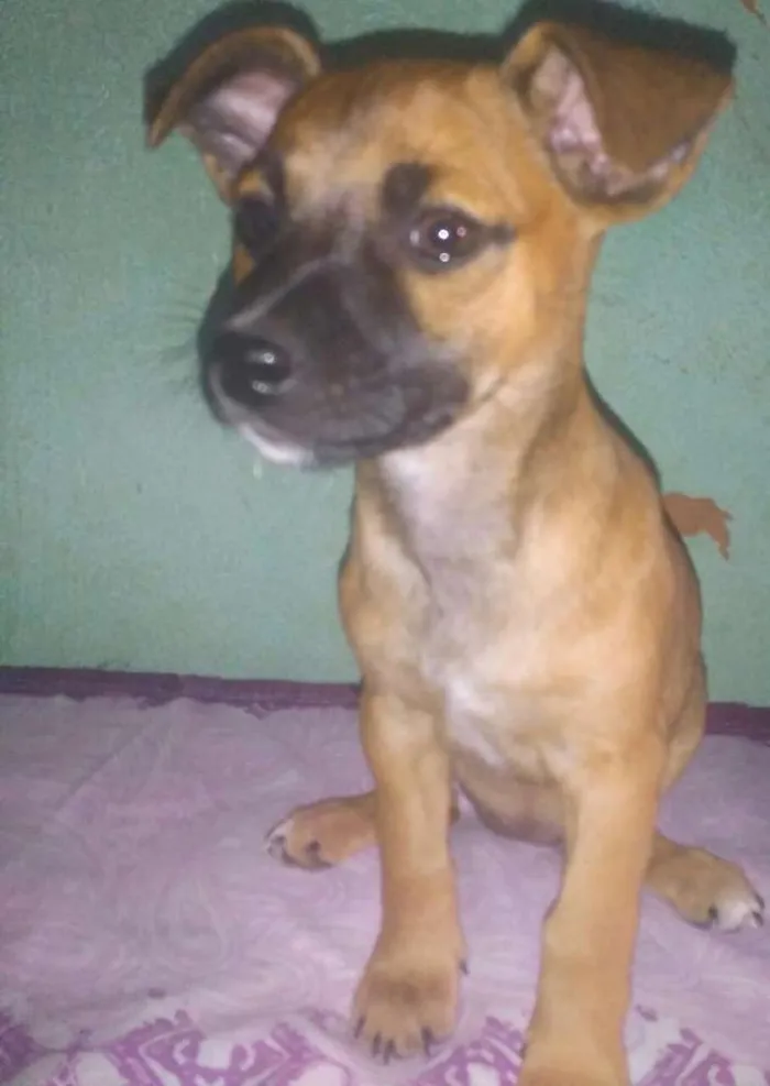 Cachorro raça Mestiço  idade 2 a 6 meses nome Sem nome