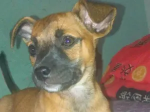 Cachorro raça Mestiço  idade 2 a 6 meses nome Sem nome