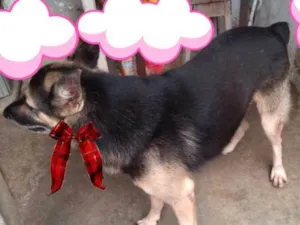 Cachorro raça Pastor alemão idade 5 anos nome Black