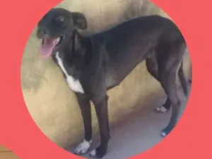 Cachorro raça Vira lata idade 6 ou mais anos nome Sem nome