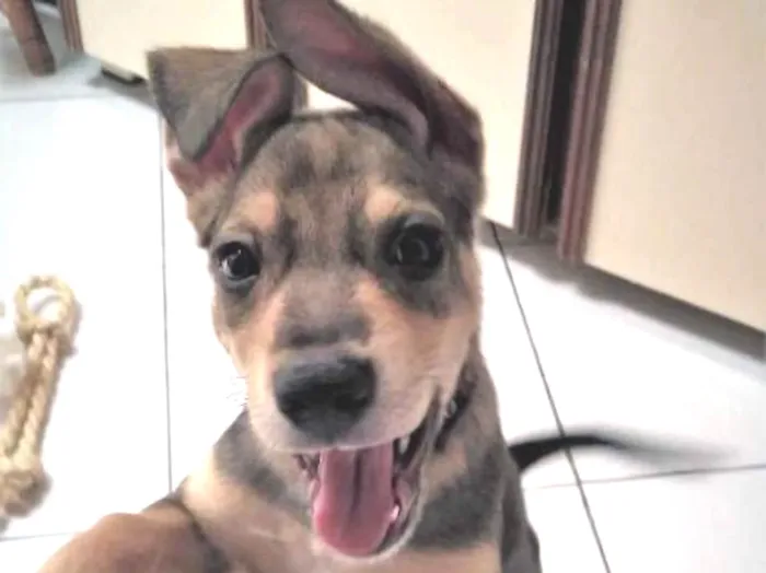 Cachorro ra a SRD idade 2 a 6 meses nome Juno
