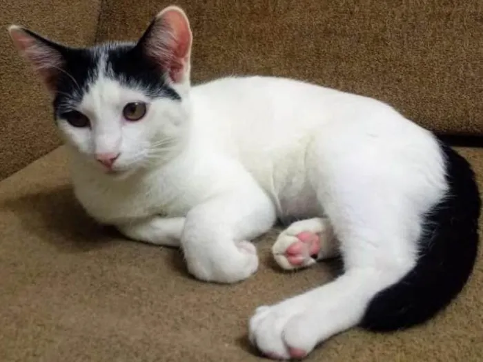 Gato ra a SRD idade 7 a 11 meses nome Mingau