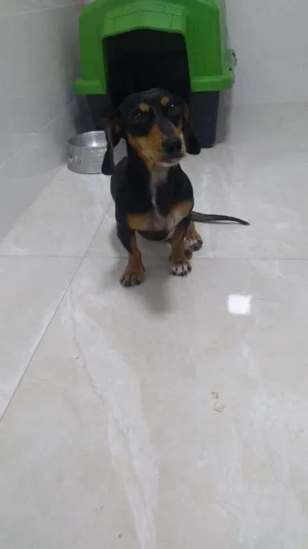 Cachorro raça Basset idade 1 ano nome Mel
