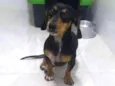 Mel