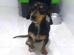 Cachorro raça Basset idade 1 ano nome Mel
