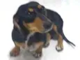 Mel